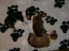 Colliewelpen in tricolour und dark-sable VDH/FCI