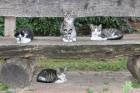Kleine Kater Katzenbabys vom Bauernhof