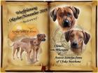 Rhodesian Ridgeback Welpen zwischen dem 20. und 25. Oktober 2022