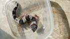 Leopardgecko aus 2022 abzugeben