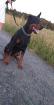 Kupierter Dobermann