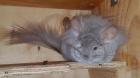 Chinchillas aus Liebhaberzucht suchen netten Peletspender