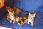 3/4 Bengalen 1/4BKH-Mix-Kitten