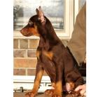 Dobermannwelpen bereit das Nest zu verlassen