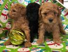 Toy Pudel Welpen rot Aprikose und schwarz