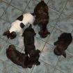 FRANZÖSISCHE BULLDOGGEN WELPEN