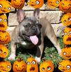 Besondere Mini Franzözische Bulldogge Welpen