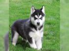 Siberian Husky Welpen mit VDH/DCNH/FCI-Papieren aus seriöser Zucht