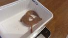 Leopardgecko Weibchen