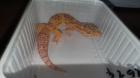 Leopardgecko Nr. 1 W. Tangerine Bell Albino