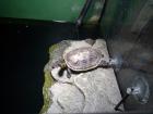 X2 Chinesische Streifenschildkröte abzugeben