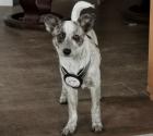 Kleine Elfe Pippa 4 Monate sucht Zuhause