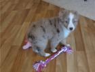 Schöne Australian Shepherd mit FCI Ahnentafel