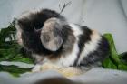 Mini-Lop und NHD vom Züchter