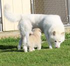 Alaskan Malamute Welpen