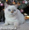 Britisch Kurzhaar Katzenbaby cinnamon silver tabby point