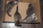 BKH Tabby Kitten in Liebevolle Händy abzugeben Britische Kurzhaar Katzen