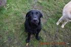 3 Labrador weibchen suchen ein Zuhause