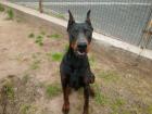 Suche einen Dobermann bis 11 Monate alt Preisgünstig