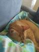Kater kastriert