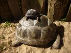 Aldabrachelys gigantea Seychellen Riesenschildkröte 2022