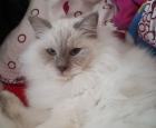 Suche Katze