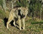 Amerikanische Wolfhundwelpen - Amerikanische Wolfshunde