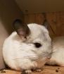 Süße Chinchilla s