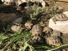 Nachzuchten Griechische Landschildkröten 2022/2018