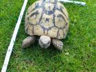 Griechische Landschildkröten Testudo hermanni
