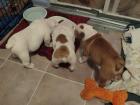 English Bulldog Welpen Reinrassig suchen neues liebevolles zu Hause.