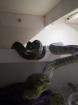 Verschiedene Teppichpython Morphen abzugeben