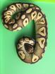 1. 0 Python Regius Pastel Mojave 100 het. Piebald het. Ghost / 0. 1 Python Regius
