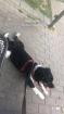 Cavalier King Charles mischling