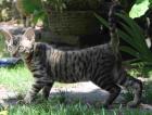 Männl. German Rex Kitten Gringo-Rex of Dankwarderode geb. 03 2022
