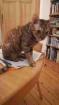 German Rex Katze Mienchen 12 Monate sucht ein neues Zuhause