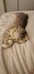 BKH Scottisch Fold Kitten