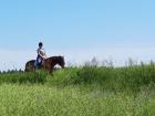 Begeisterte Reiterin sucht Reitbeteiligung