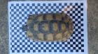 Breitrandschildkröten Testudo marginata