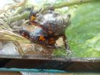 Europ. Rotbauchunke Bombina bombina