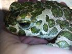 Wechselkröte Bufo viridis