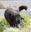 Yanis sucht ein neues zu Hause