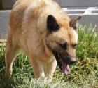 Dylan sucht ein neues zu Hause