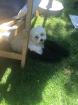 Süßer Bichon Fris -Westi Welpe abzugeben