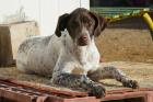 Lolo sucht ein neues zu Hause