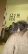 Junge liebe wunderschöne Chinchillas