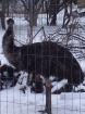 Emu Zuchthenne