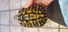 Biete 3 Landschildkröten 2 x Thh 1x Thb