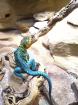 Halsbandleguan wichita mountains 2022