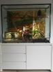 4 Kornnattern Terrarium mit Unterschrank inkl. Einrichtung